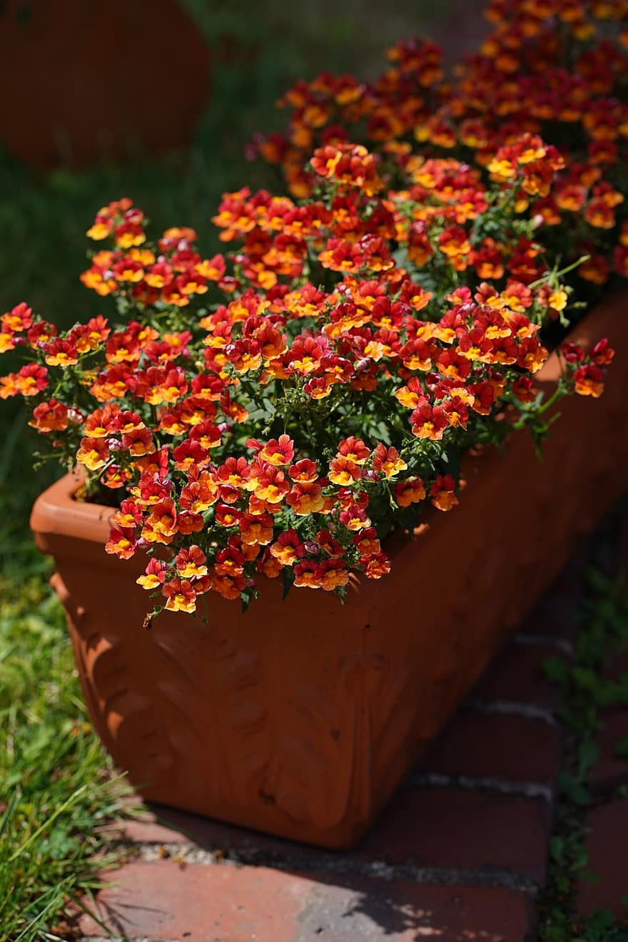 Flower Box, Pot, Garden, Summer, flower, plant, close-up, leaf, green color, flower head, multi colored