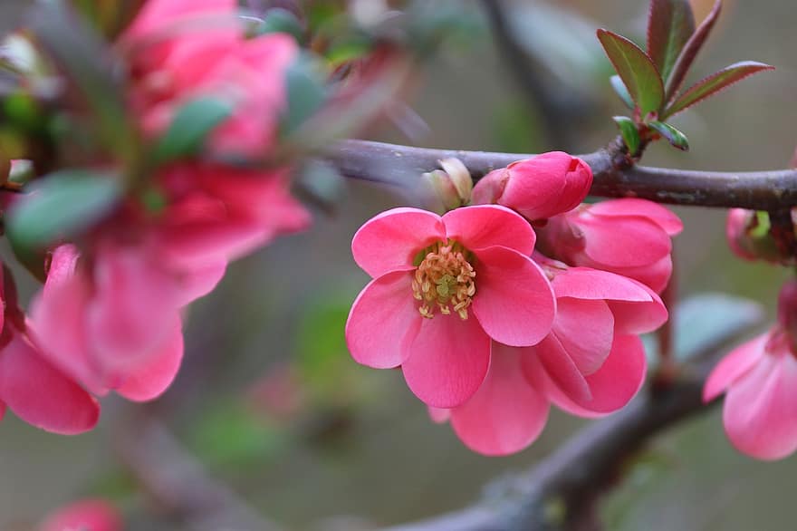 Flowers, Botany, Quince, Ornamental Quince, Blossom, Bloom, Spring