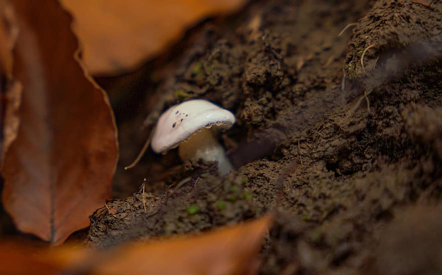 Mushroom, Fungus, Forest, Toadstool, Nature
