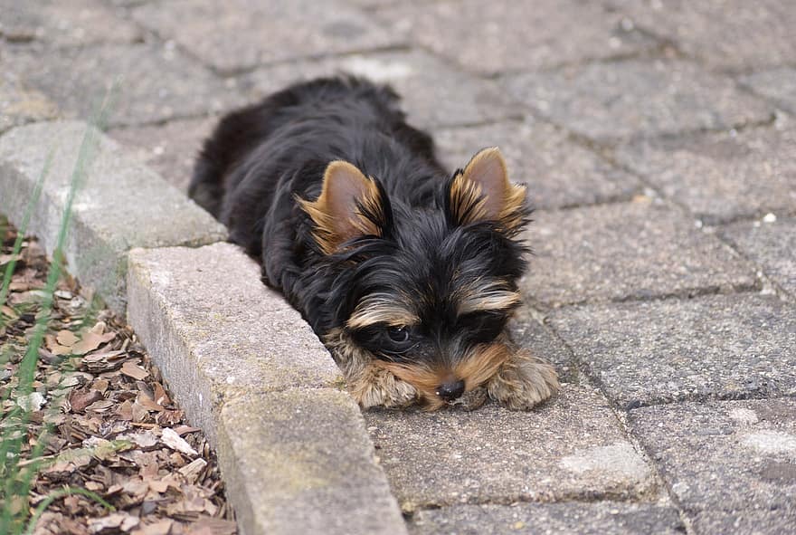 yorkshire terrier, puppy, huisdier, hoektand, dier, hond, aan het liegen, vacht, snuit, zoogdier, hondenportret