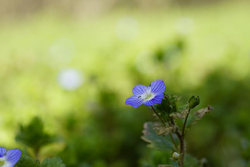 Speedwell, Flower, Plant, Veronica, Plantaginaceae, Blue Flower, Wildflower, Bloom, Blossom, Spring, Nature