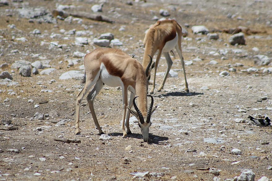 springbok, gyvūnas, laukinės gamtos, antilopė, žinduolių, dykumoje, laukiniai, pobūdį, etosha nacionalinis parkas, etosha, Namibija