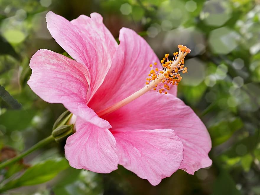 hibisco, flor, tropical, hawaiano, naturaleza, planta, rosado