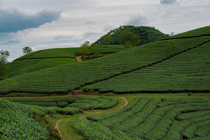 чайная горка, холм, чай, зеленый, завод, длинное зерно, сельское хозяйство, ферма, чайный урожай, сельская сцена, зеленого цвета