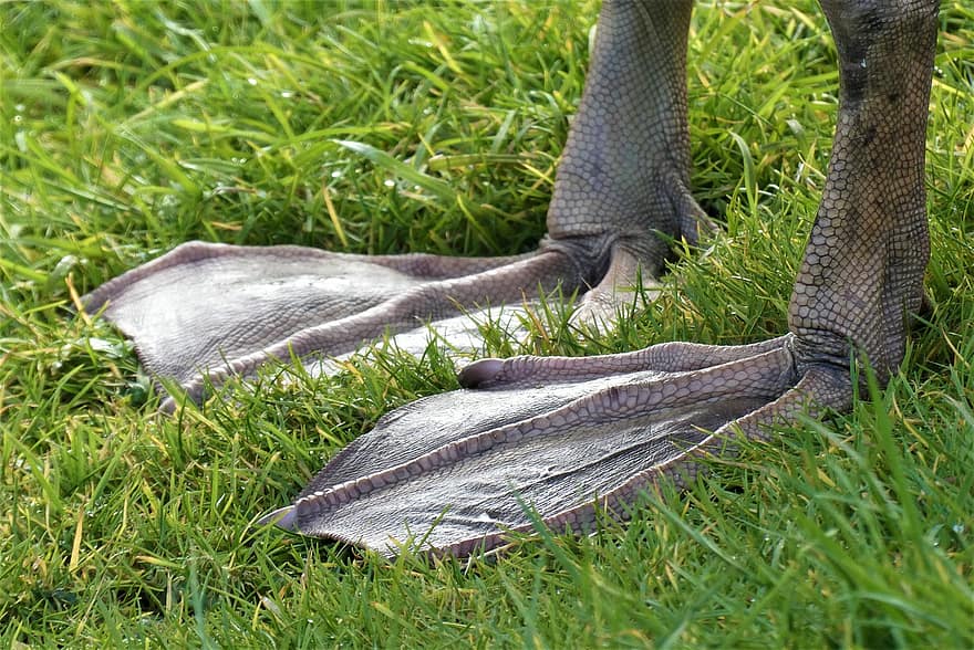 Swan Feet, Swan, Legs, Webbed Feet, Flippers, Water Birds, Close Up, Grass