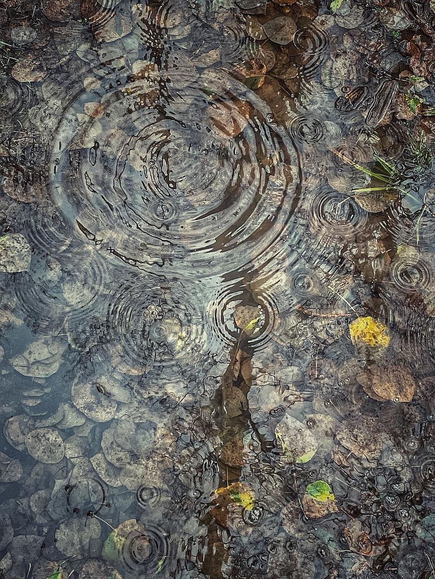 plas, regen, bladeren, vallen, water, reflectie