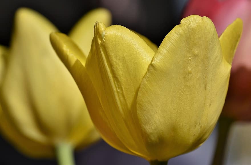 květ, rostlina, okvětní lístky, žlutý Tulipán, flóra, jaro, Příroda, detailní, detail, žlutá, květu hlavy