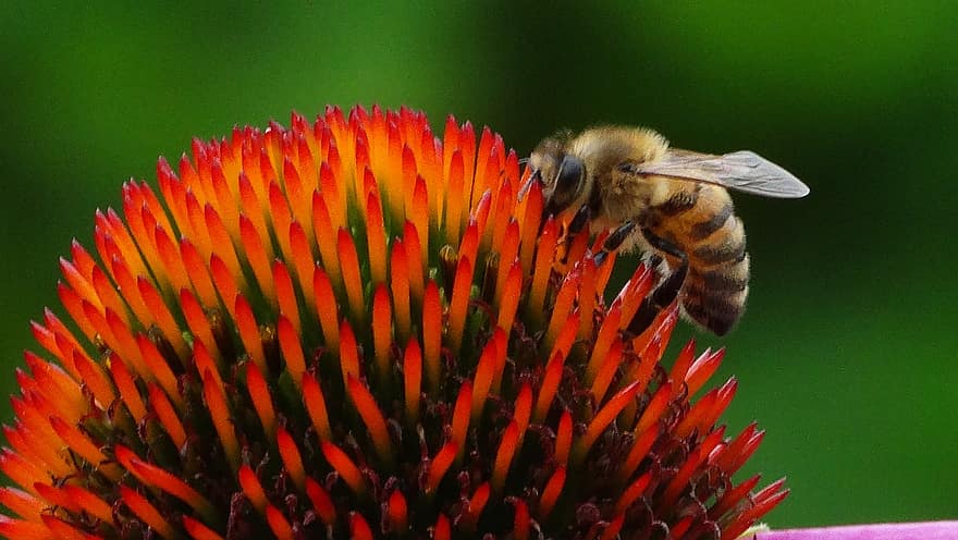Bie, insekt, blomst, dyr, nektar, anlegg, hage, natur, makro