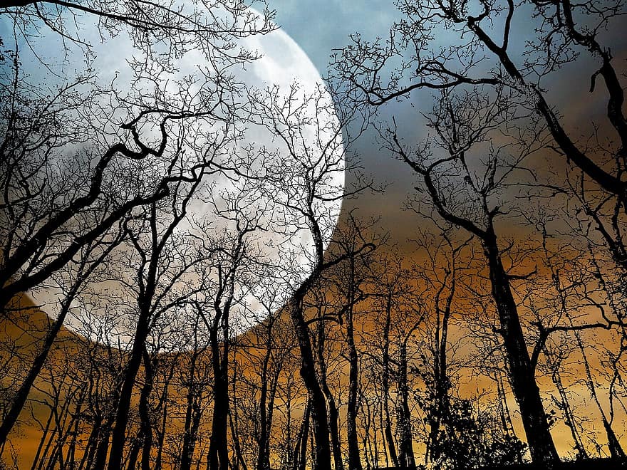 Moon, Trees, Sky, Clouds, Autumn, Full, Outdoor, Landscape, Travel, Dramatic, Night