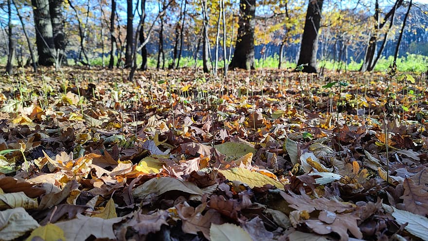 lapai, džiovinti, rudenį, ruduo, sausi lapai, lapija, pobūdį, medžiai