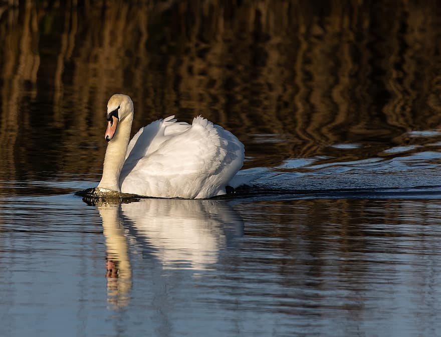 Swan, Bird, Lake, Mute Swan, Waterfowl, Water Bird, Aquatic Bird, Animal, White Swan, Feathers, Plumage