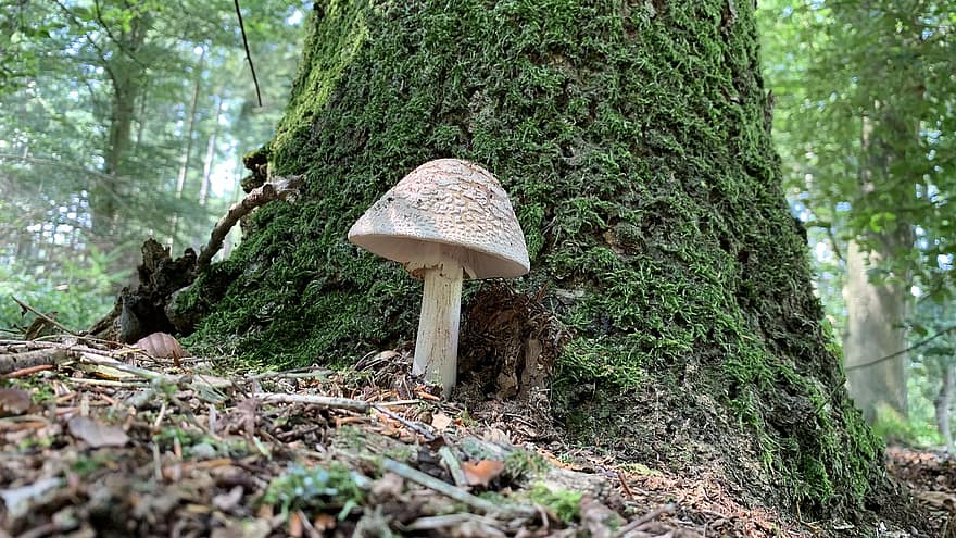 Mushroom, Moss, Forest, Fungus, Toadstool, Tree
