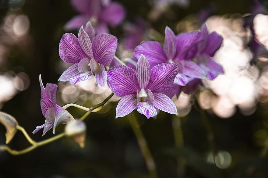 paarse orchideeën, orchideeën, bloemen, paarse bloemen, bloemblaadjes, paarse bloemblaadjes, bloeien, bloesem, flora, bloementeelt, tuinbouw