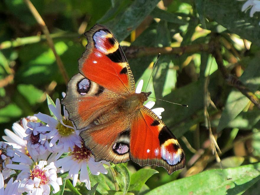 serangga, kupu-kupu, ilmu serangga, sayap, merapatkan, multi-warna, warna hijau, musim panas, makro, kuning, sayap binatang