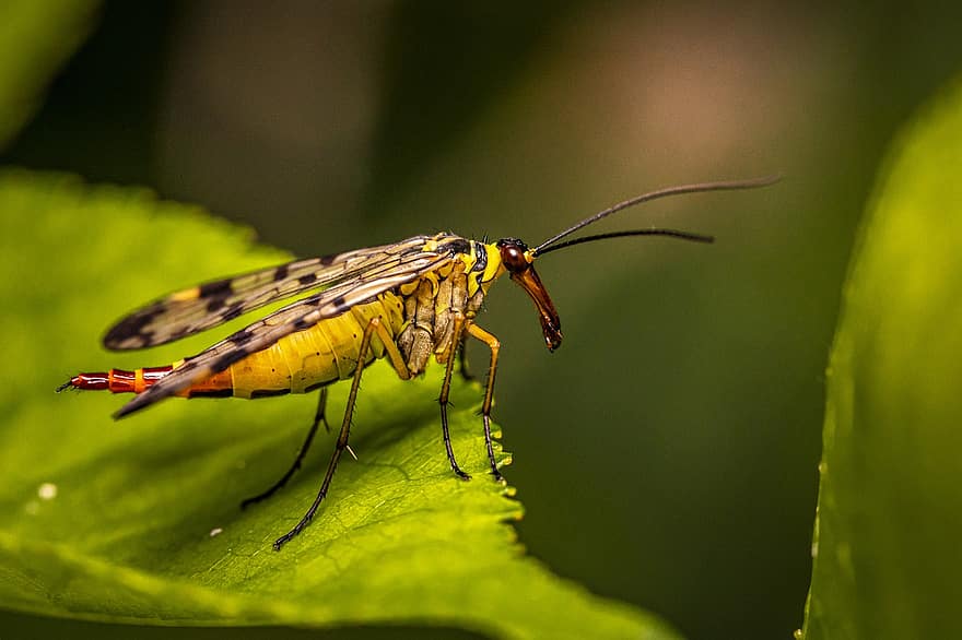 Gemeenschappelijke Scorpionfly, panorpa communis, vlieg, samenstelling, groot, ogen, kruid, blad, wazig, klein, Estland