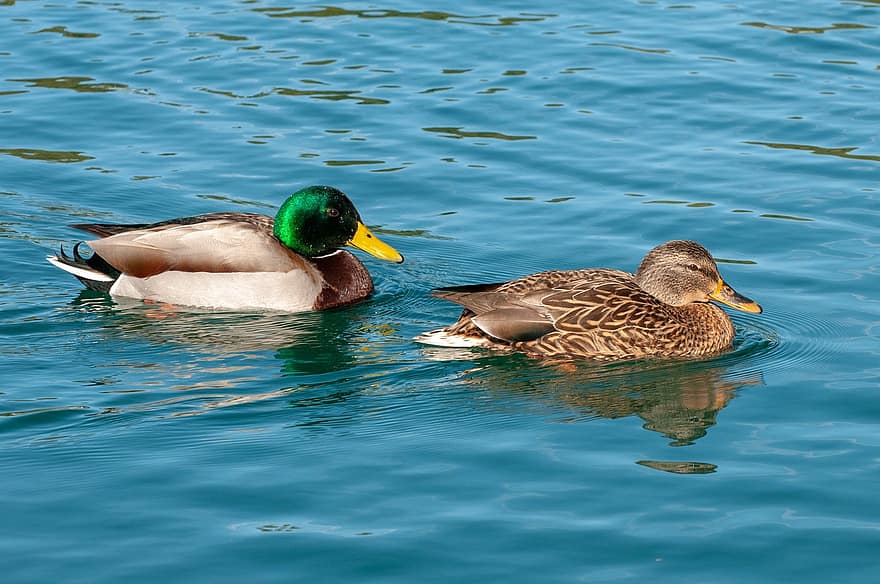 Ducks, Mallards, Lake, Birds, Female Duck, Male Duck, Waterfowls, Water Birds, Aquatic Birds, Animals, Feathers