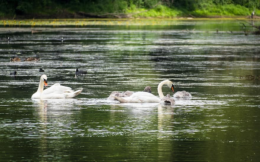 Swans, Young Swans, Lake, Swim, Pond, Foraging, Family, Young, Waterfowl, Bird, Schwimmvogel