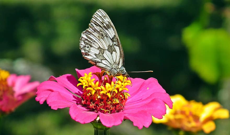 пеперуда, насекомо, цветя, циния, природа, макро фотография, растения, градина, лято, близък план