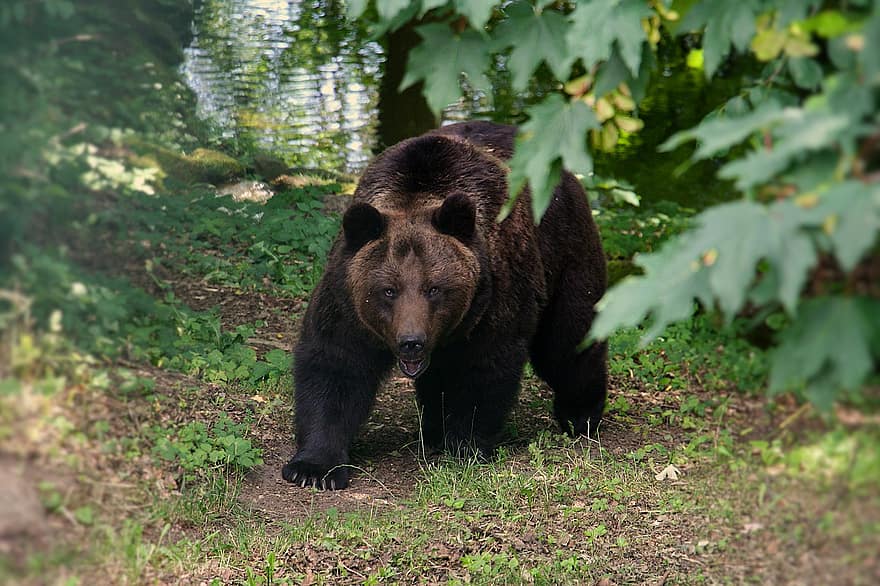 beruang, hewan, hutan, beruang grizzly, beruang coklat, berbahaya, predator, mamalia, margasatwa, taman alam, Taman Margasatwa