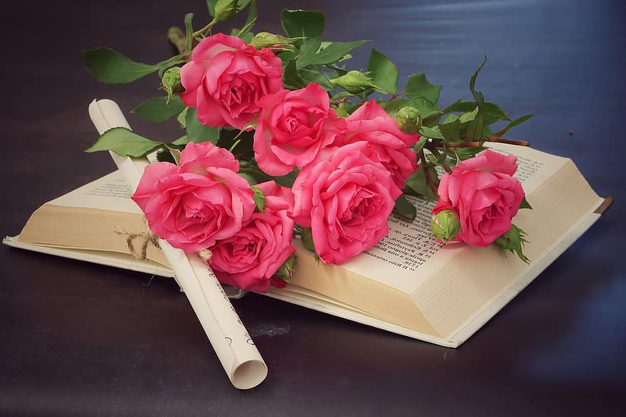 розы, книга, чтение, природа, цветы