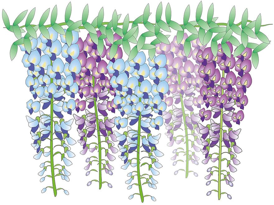 wisteria, gėlės, Japonija, vasaros pradžioje, violetinė
