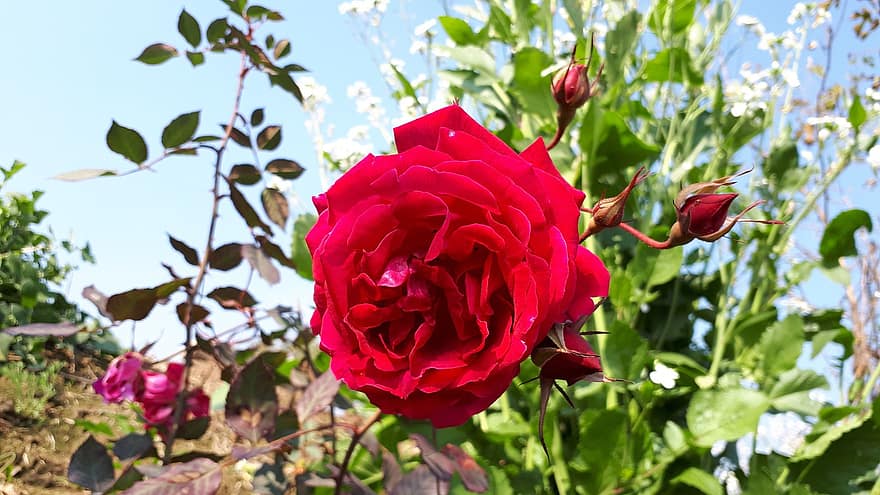 Rosa, flor, brotes, Rosa roja, flor rosa, pétalos, pétalos de rosa, floración, flora