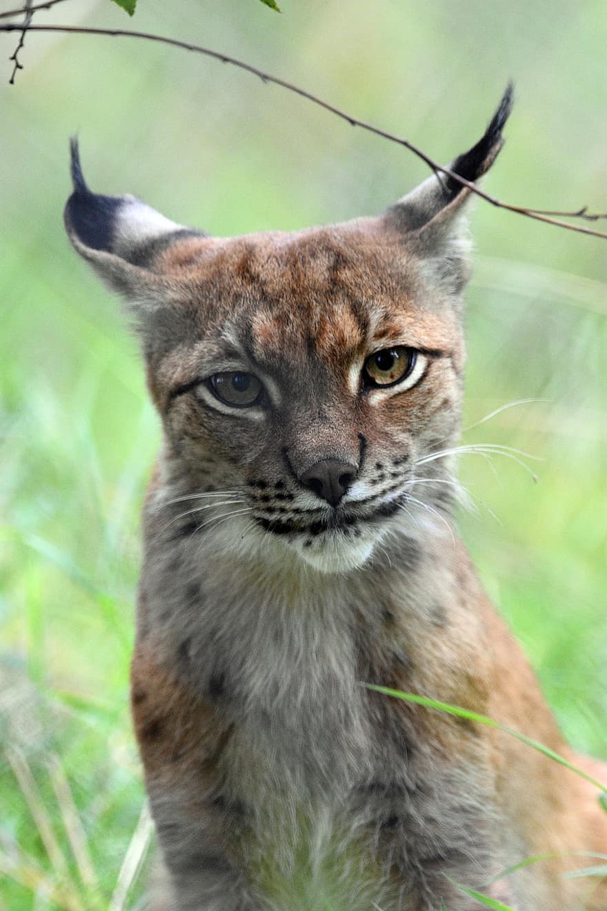 Lynx, Wild, Cat, Feline, Animal, Nature, Claw, Agile, Ears, Eyes
