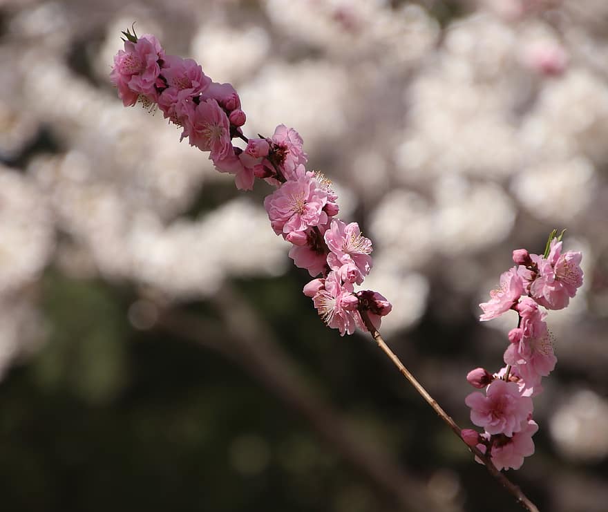 kirsikankukkia, sakura, vaaleanpunaiset kukat, kukat, kevät, kasvisto, kirsikkapuu, kevätkausi, kukinta, kukka