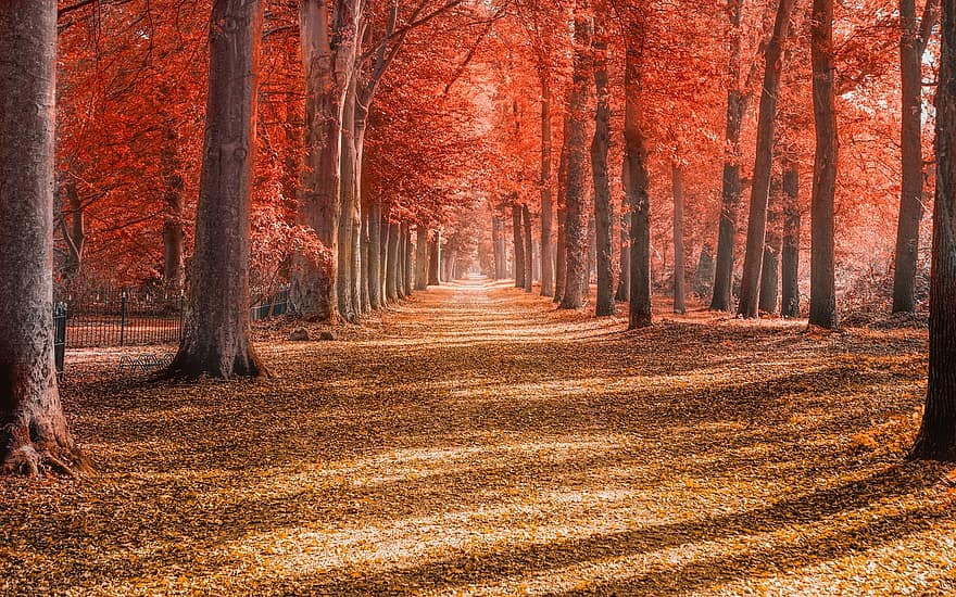 miškas, lapai, medžiai, ruduo, kelias