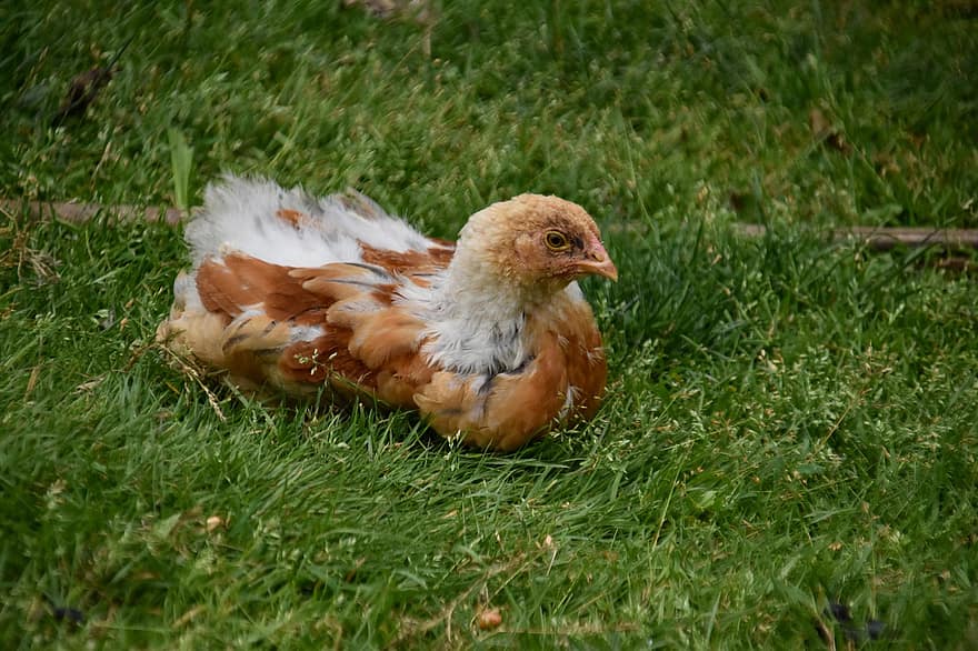 Hen, Chick, Animal, Poultry, Chicken, Hens, Field, Farm