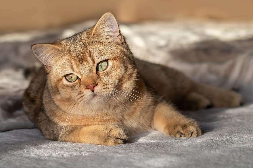 british shorthair, gato, mascota, bkh, gatito, animal, felino, Gato domestico, Atigrado negro con marcas de oro, mullido, suave