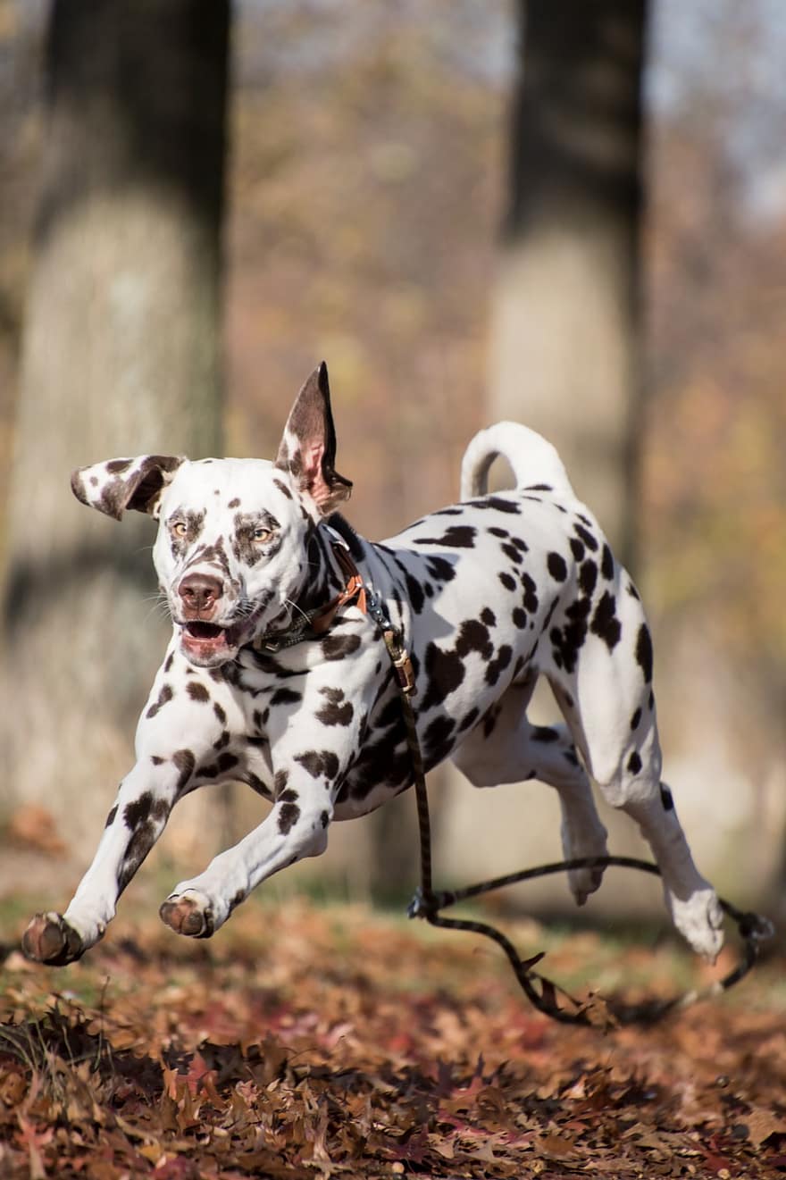 dalmatin, câine, alergare, în aer liber, animal de companie, animal, câine de companie, canin, mamifer