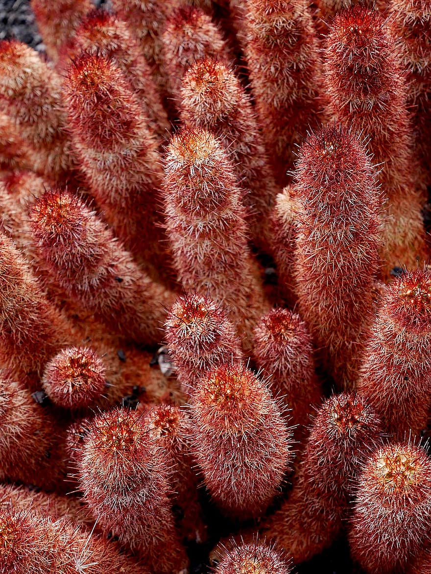 Cactus, Thorny, Plants, Flora, Epnes, close-up, underwater, reef, plant, macro, backgrounds