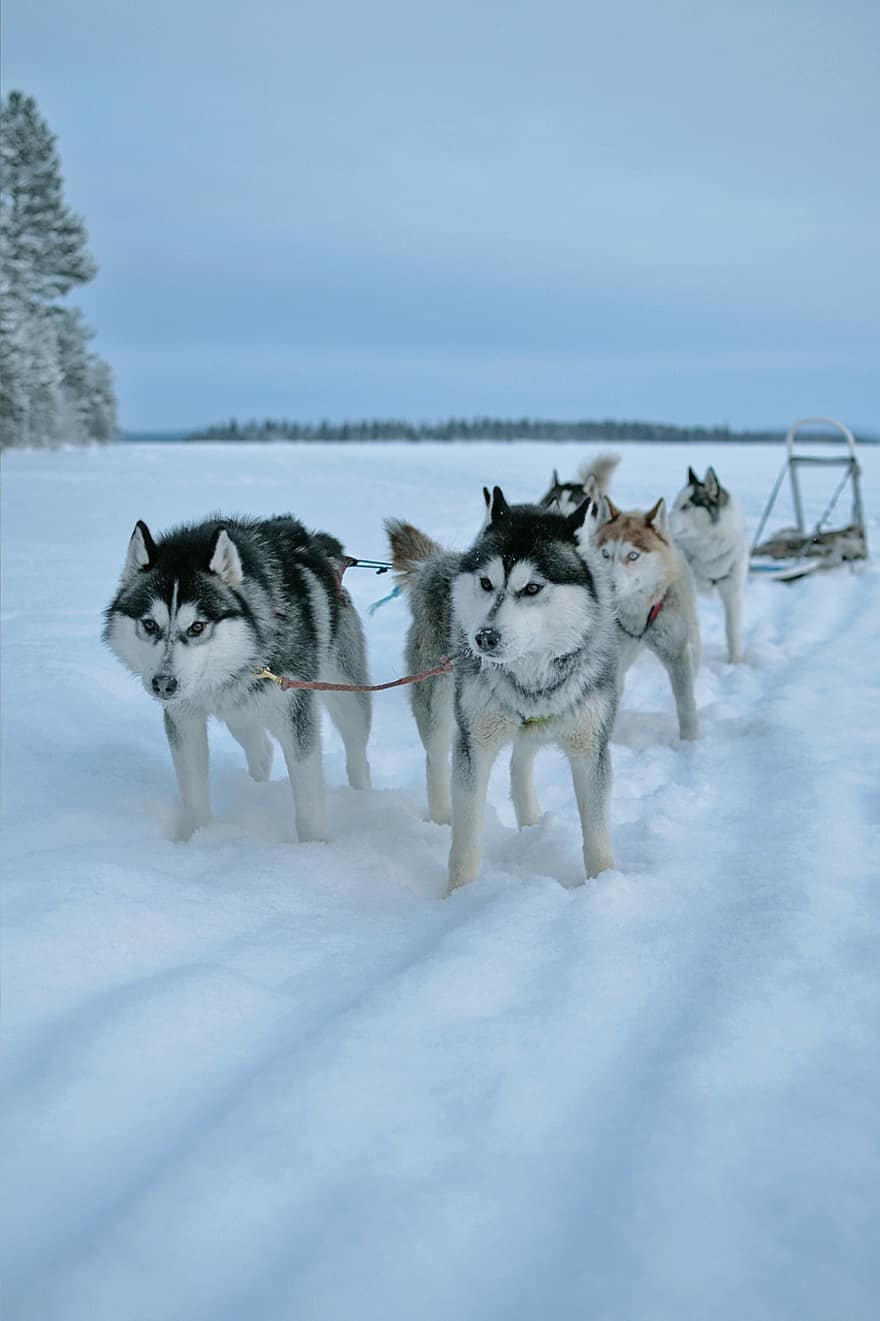 Rodeln, heiser, Winter, Sibirischer Husky, Hunde, Tiere, Haustiere, Schlittenfahren, Schnee, Schneeverwehung, kalt