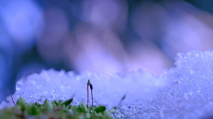 Ice, Ice Crystals, Plant, Moss, Frost, Snow, Winter