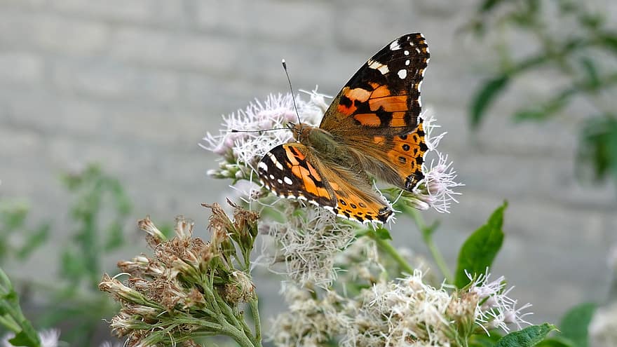 бабочка, нарисованная леди, Ванесса Кардуй, насекомое, цветок, природа, крылья, растения