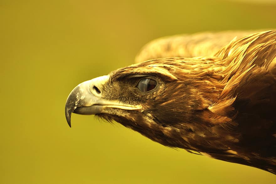 Águia, pássaro, animal, raptor, Adler, conta, cabeça, majestoso, plumagem, olhos, selvagem