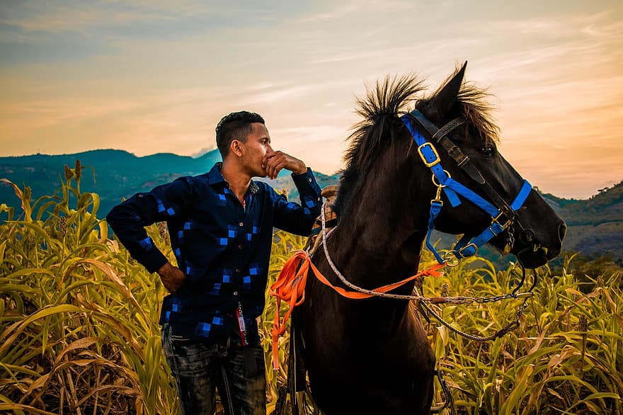 kůň, muž, pole, jezdecký, západ slunce
