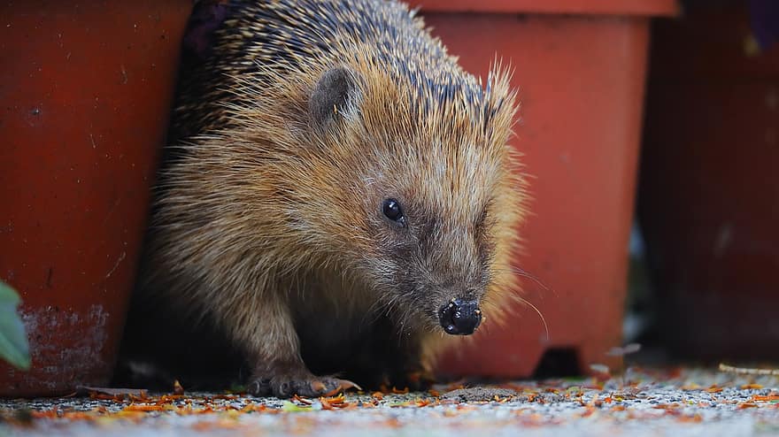 Hedgehog, Spur, Hannah, Prickly, Cute, Nocturnal, Nature, Animal World, Mammal, Foraging