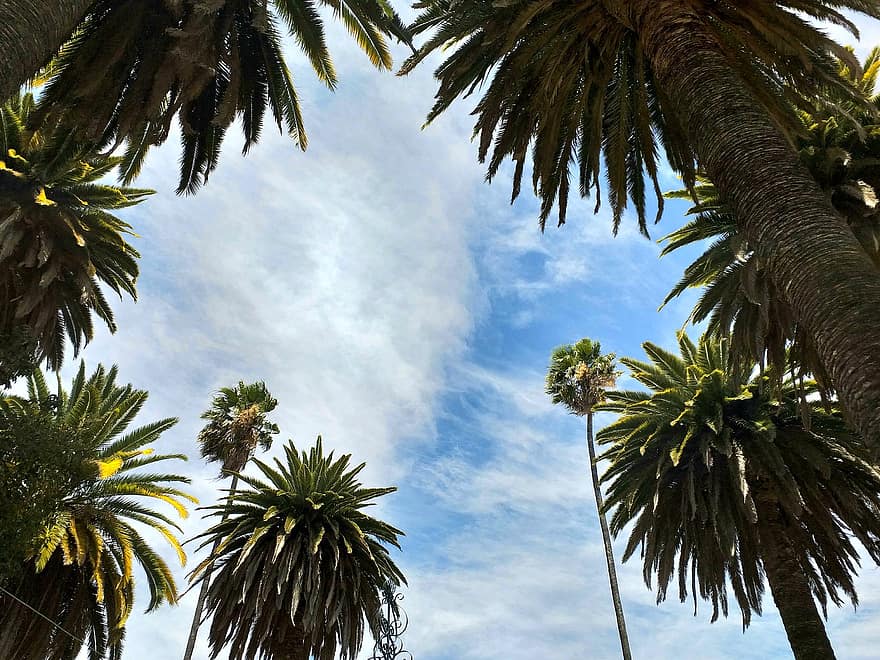 Palm Trees, Tropical, Sky, Clouds, Island, Outdoors, Nature, palm tree, tree, blue, summer