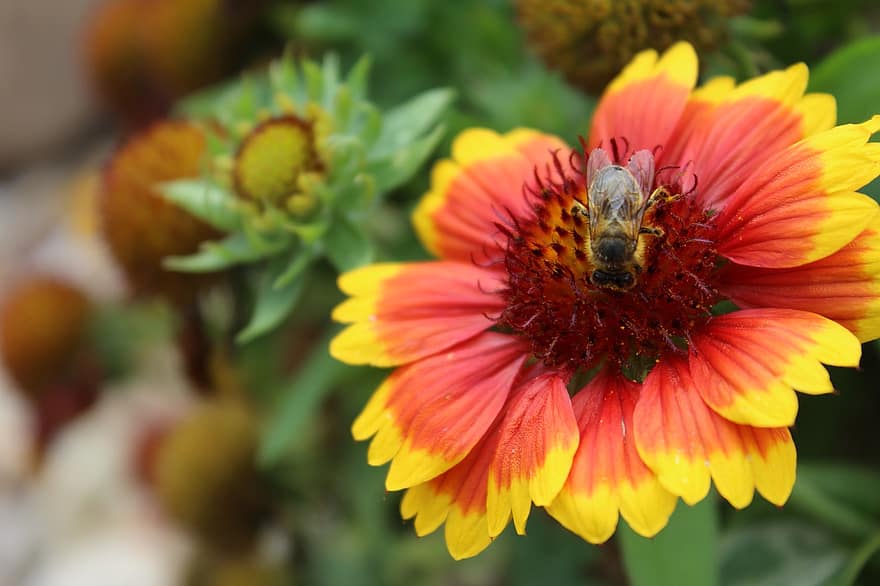 одеяло цвете, цвете, пчела, насекомо, листенца, разцвет, цвят, градина, природа, растение, флора