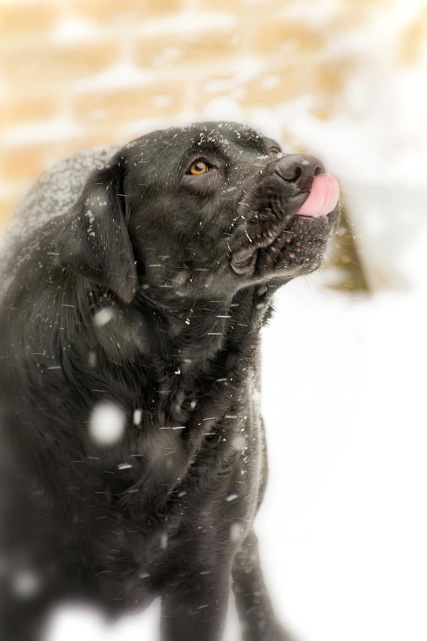animal, perro, canino, mamífero, raza, Labrador, mascota, nieve