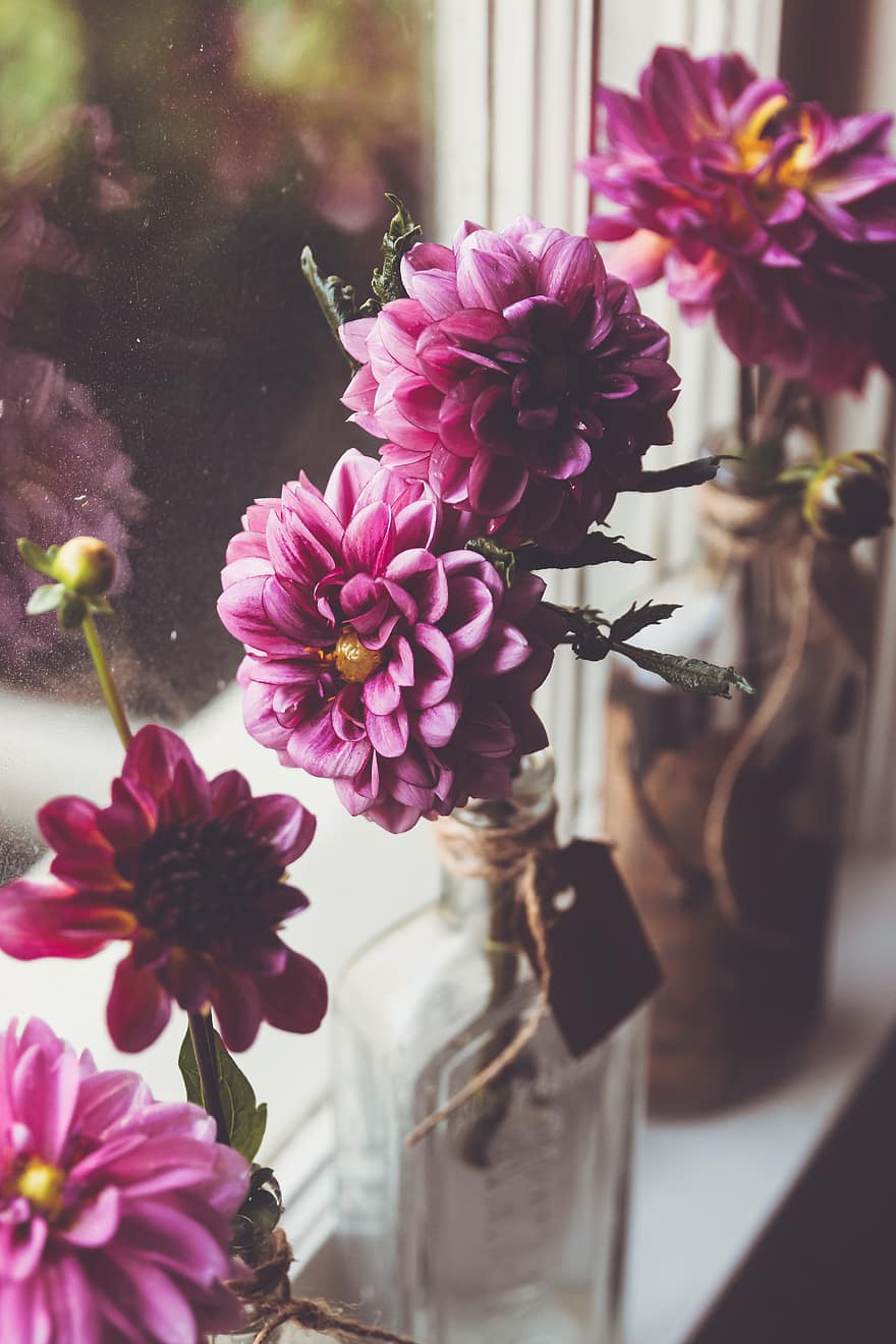 flower, vase, window, plant, glass, fresh, room, interior, decoration, daytime, flowerpot