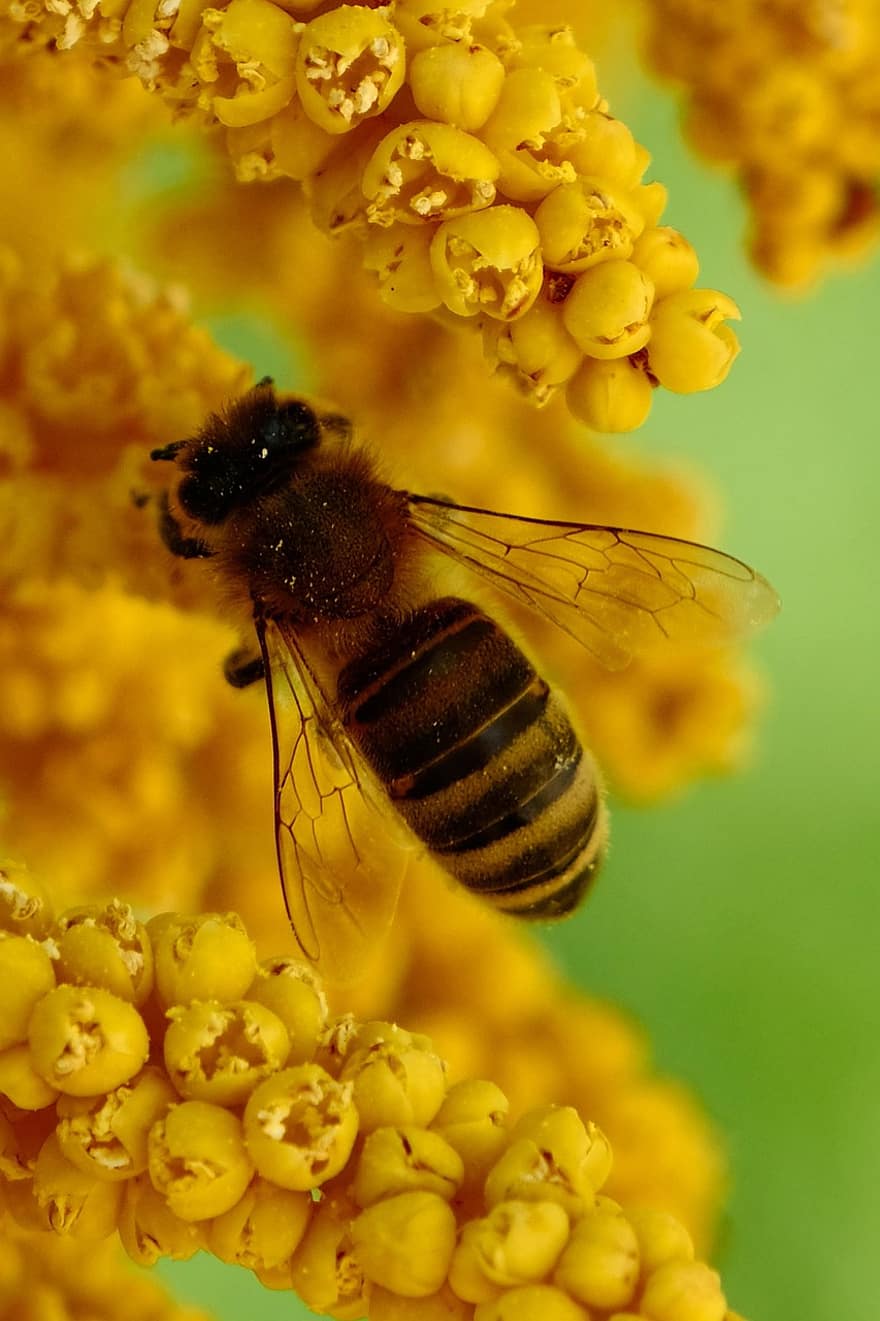 včela, hmyz, opylit, opylování, květ, okřídlený hmyz, křídla, Příroda, hymenoptera, entomologie