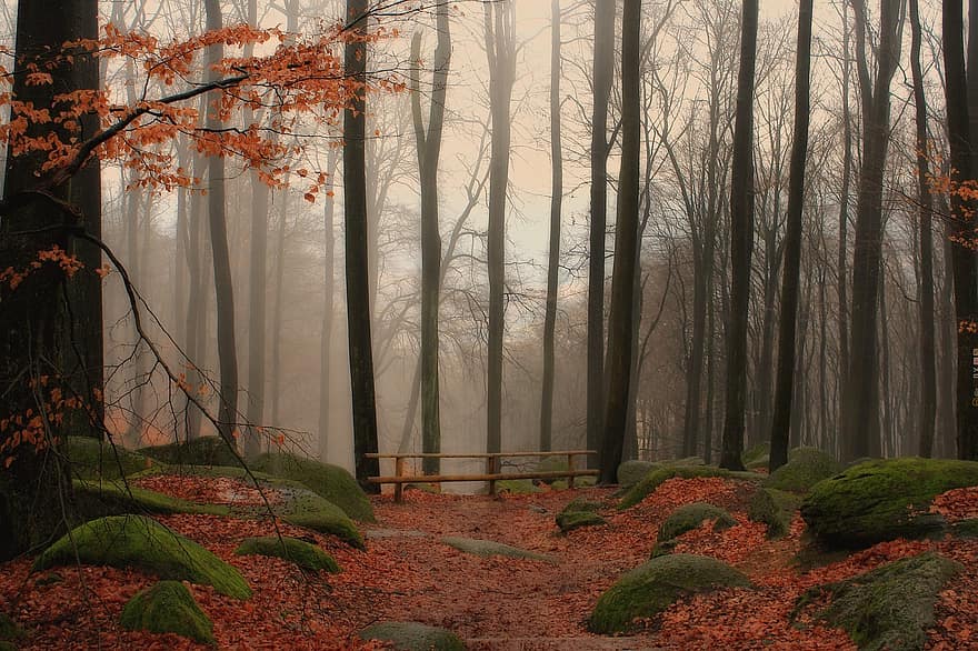 природа, гора, дървета, мъгла, есен, листа