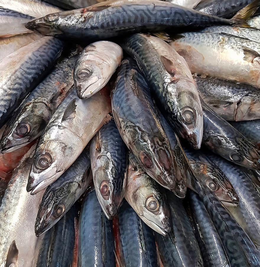 fisk, makrell, mat, sjømat, rå, å fange, fersk, friskhet, nærbilde, spise sunt, fiske