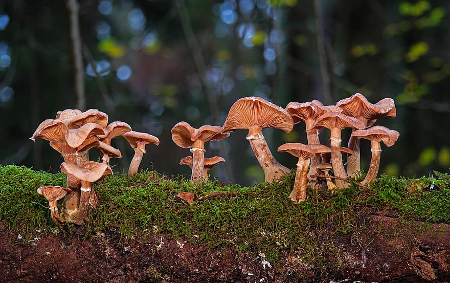 cogumelos, fungo de disco, fungo, fungos, musgo, floresta, cogumelos da floresta