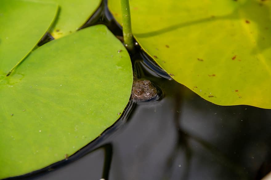 con ếch, Nước, ẩn, bơi, lưỡng cư, màu xanh lá, Thiên nhiên