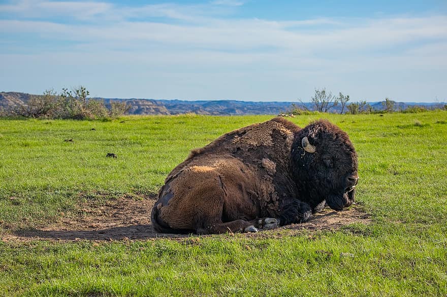 buffel, bison, natur, nationalpark, norra Dakota, fält, gräs, bruka, landsbygden scen, äng, lantbruk