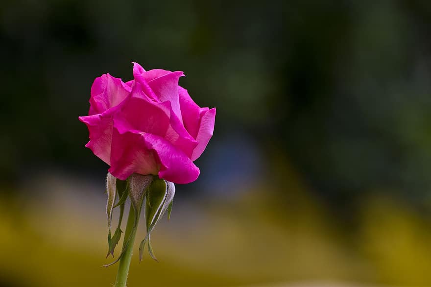 троянда, рожевий, квітка, пелюстки, рожева троянда, рожева квітка, рожеві пелюстки, пелюстки троянд, цвітіння, флора, природи